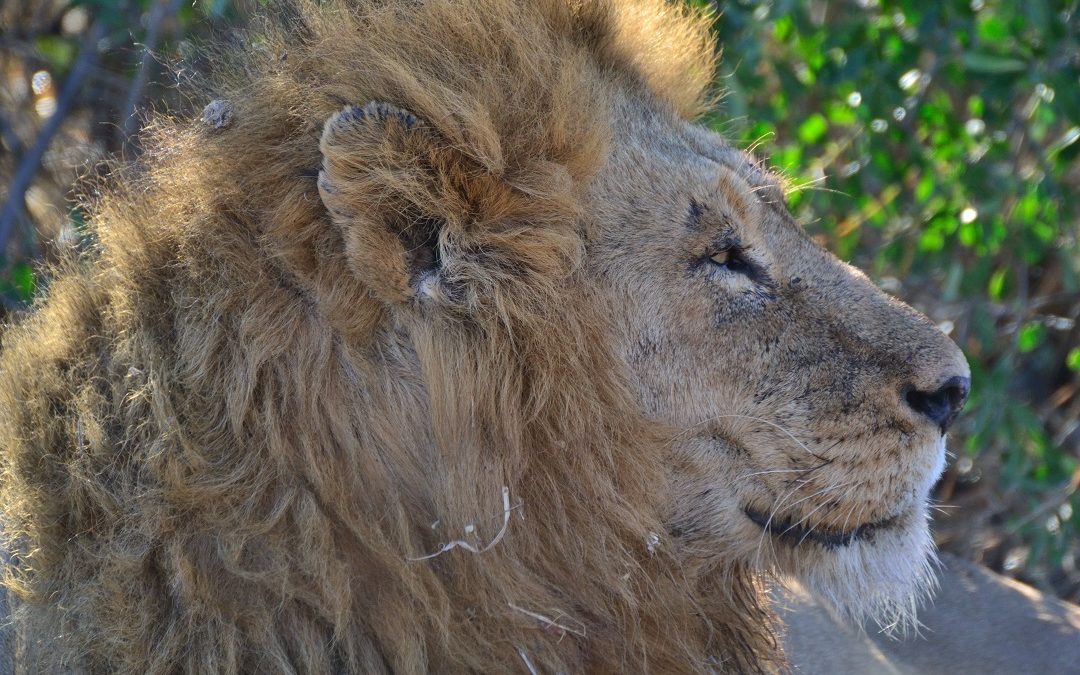 Kruger National Park: Safari guidato o in fai da te?