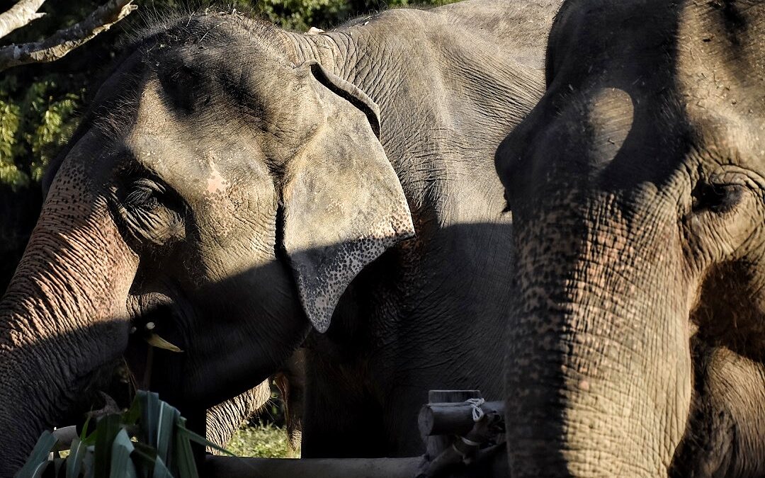Thailandia: una giornata a stretto contatto con gli elefanti del Chiang Mai.